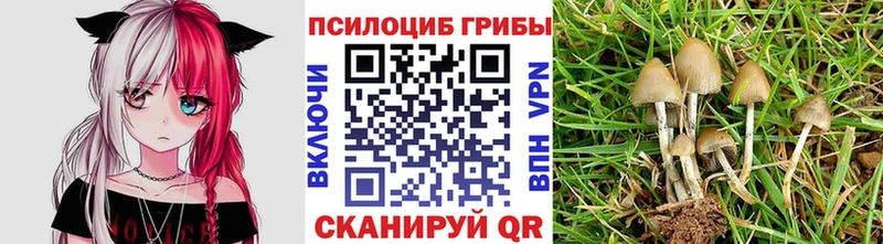 Купить  Кировград  Галлюциногенные грибы мицелий 